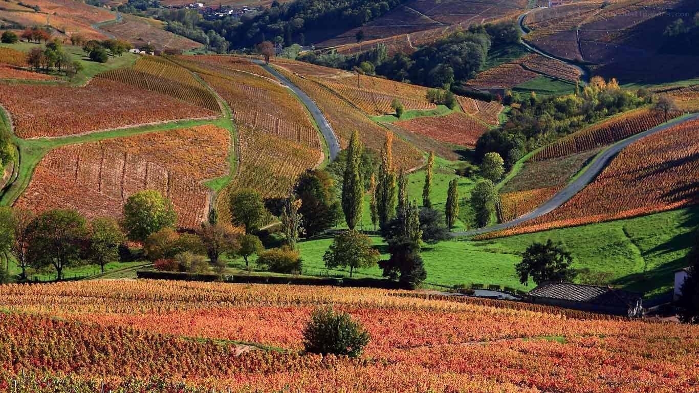 Autumn vineyards landscape