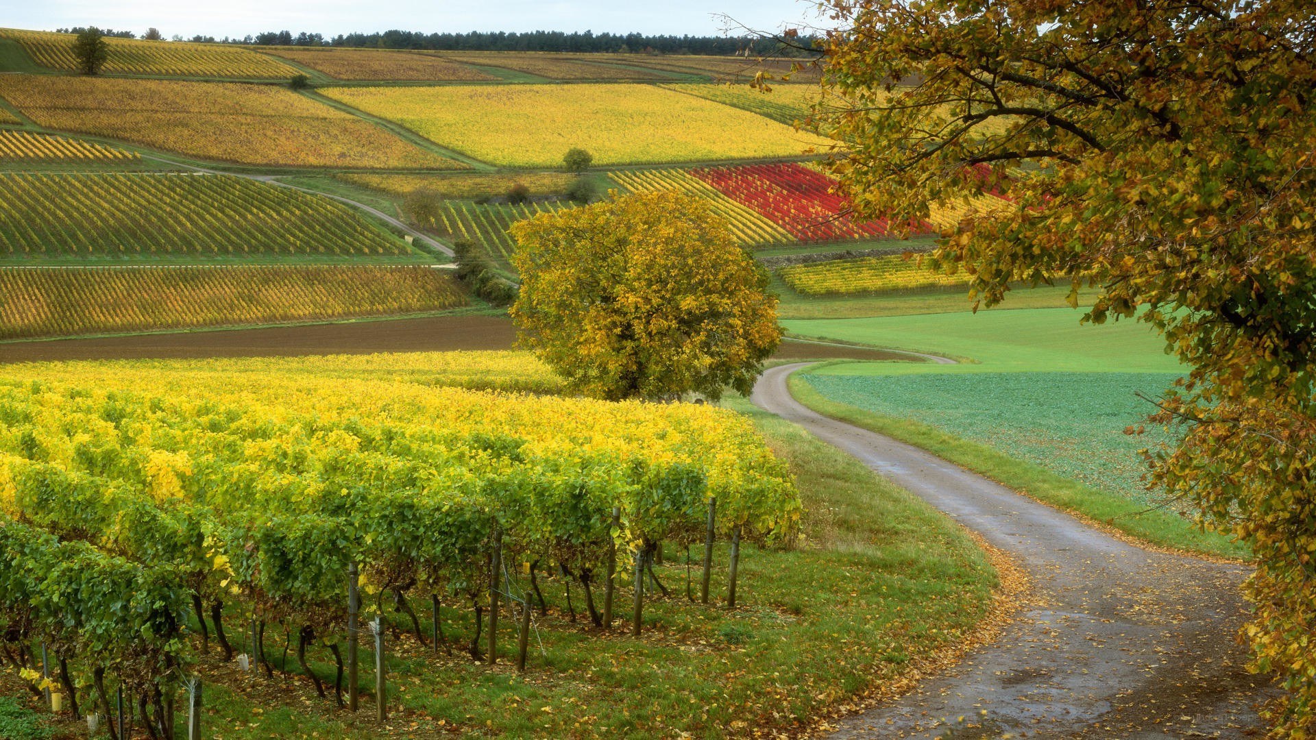 Autumn vineyards landscape