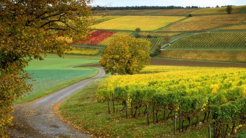Autumn vineyards landscape