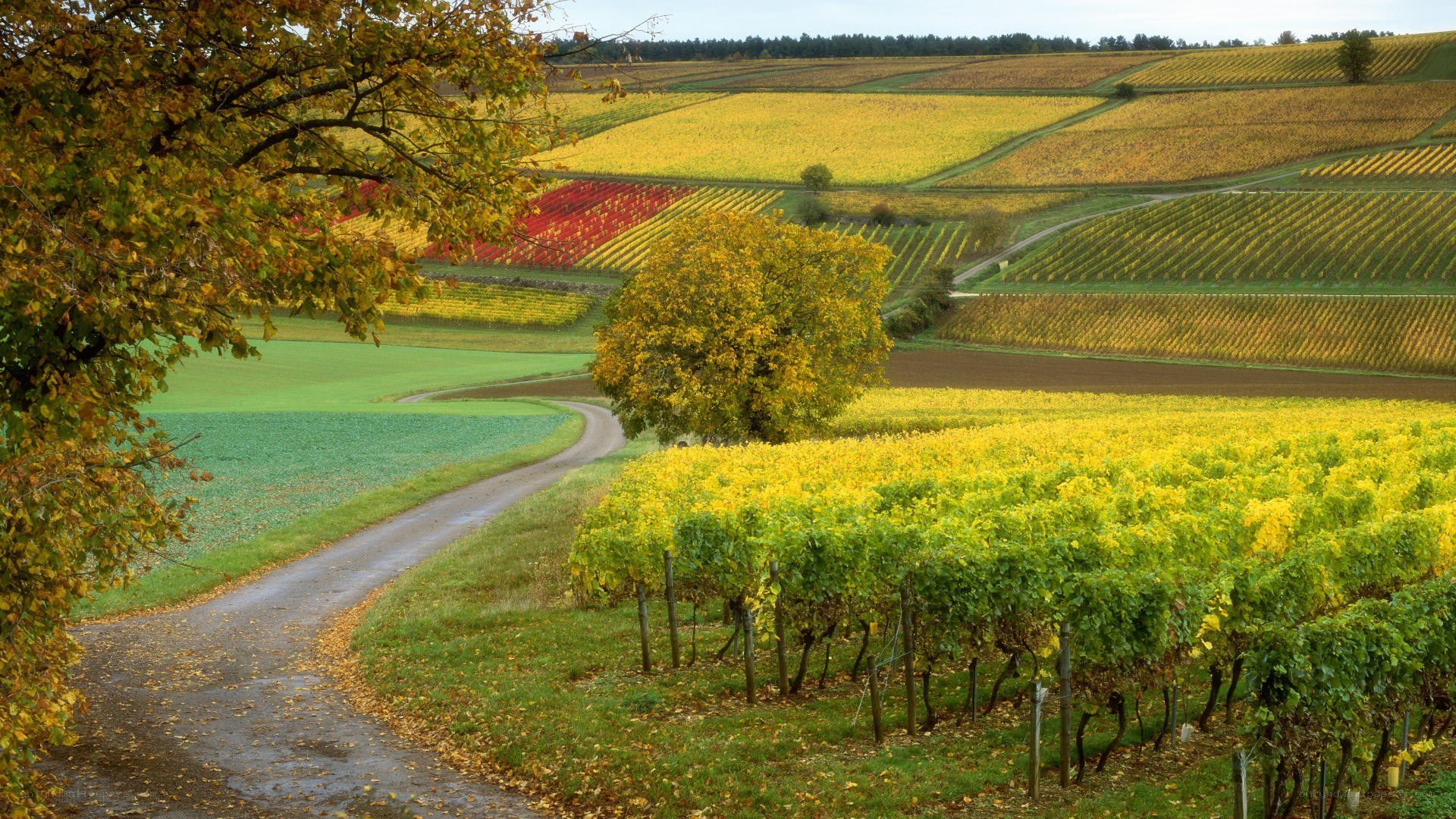 Autumn vineyards landscape