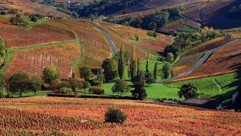 Autumn Vineyards — Orange, Serene