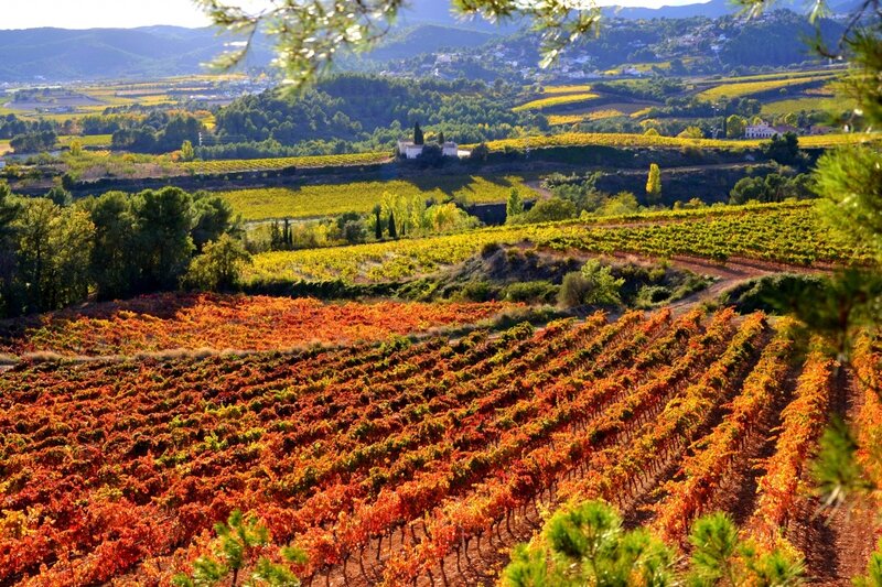 Autumn Vineyards — Orange