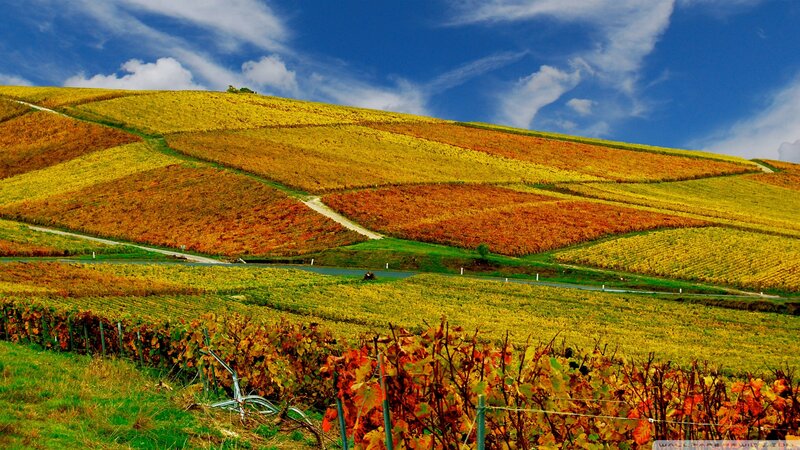 Autumn Vineyards