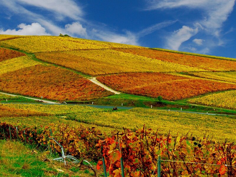 Autumn vineyards under blue sky