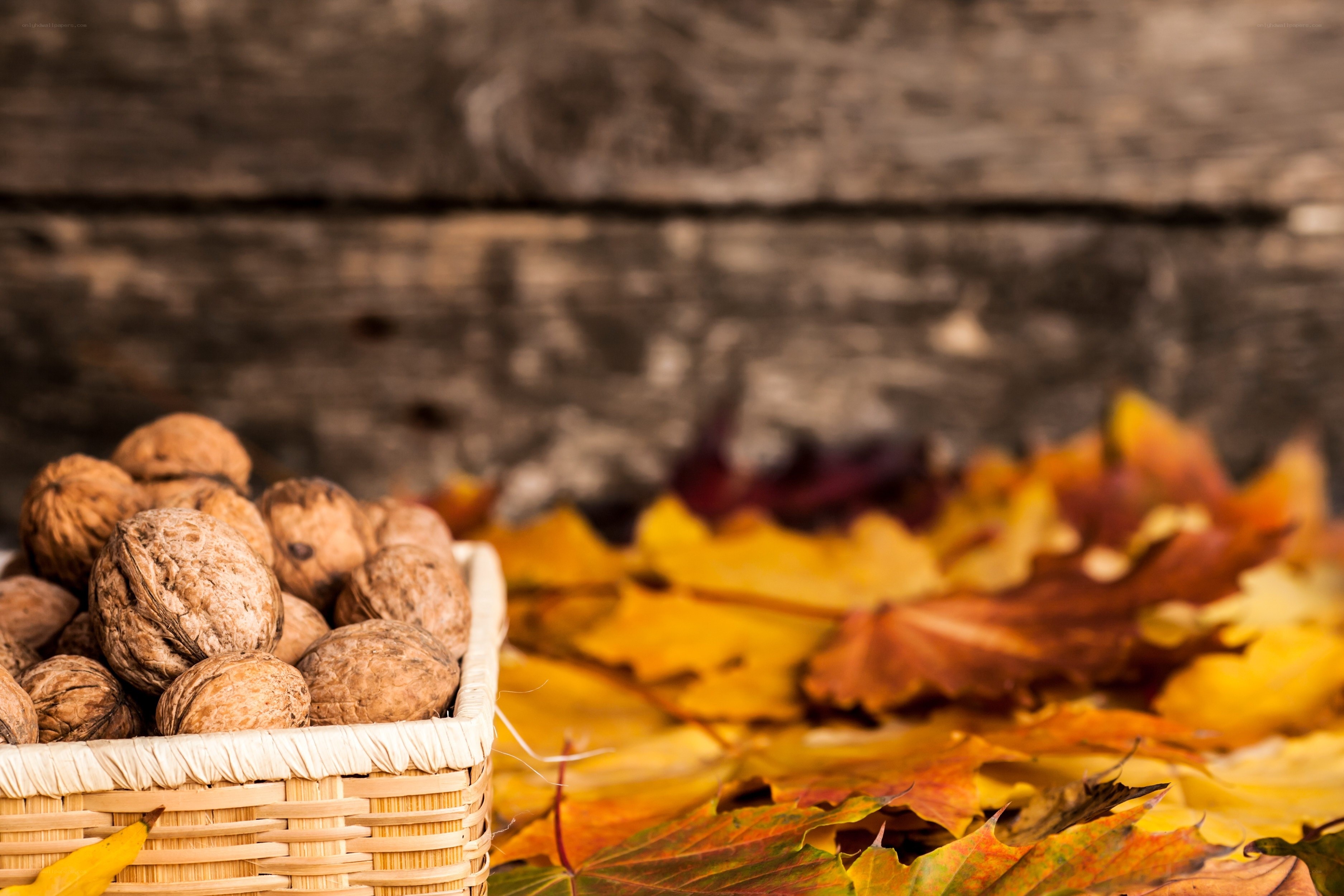 autumn walnuts in basket