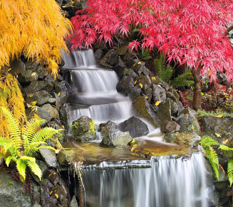 Autumn Waterfall Garden — Red, Serene, Photograph, Maple Trees, Ferns, Rocks, Stream