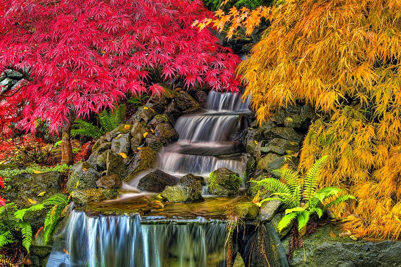 Autumn Waterfall Garden — Red, Serene, Photograph, Maple Trees, Ferns, Rocks