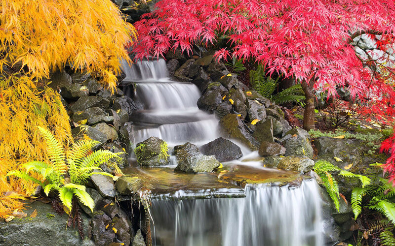 Autumn Waterfall Garden — Red, Serene, Photograph, Maple Trees, Ferns