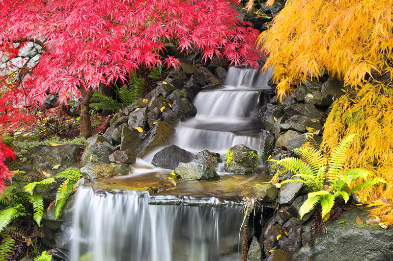 Autumn Waterfall Garden — Red, Serene, Photograph, Maple Trees