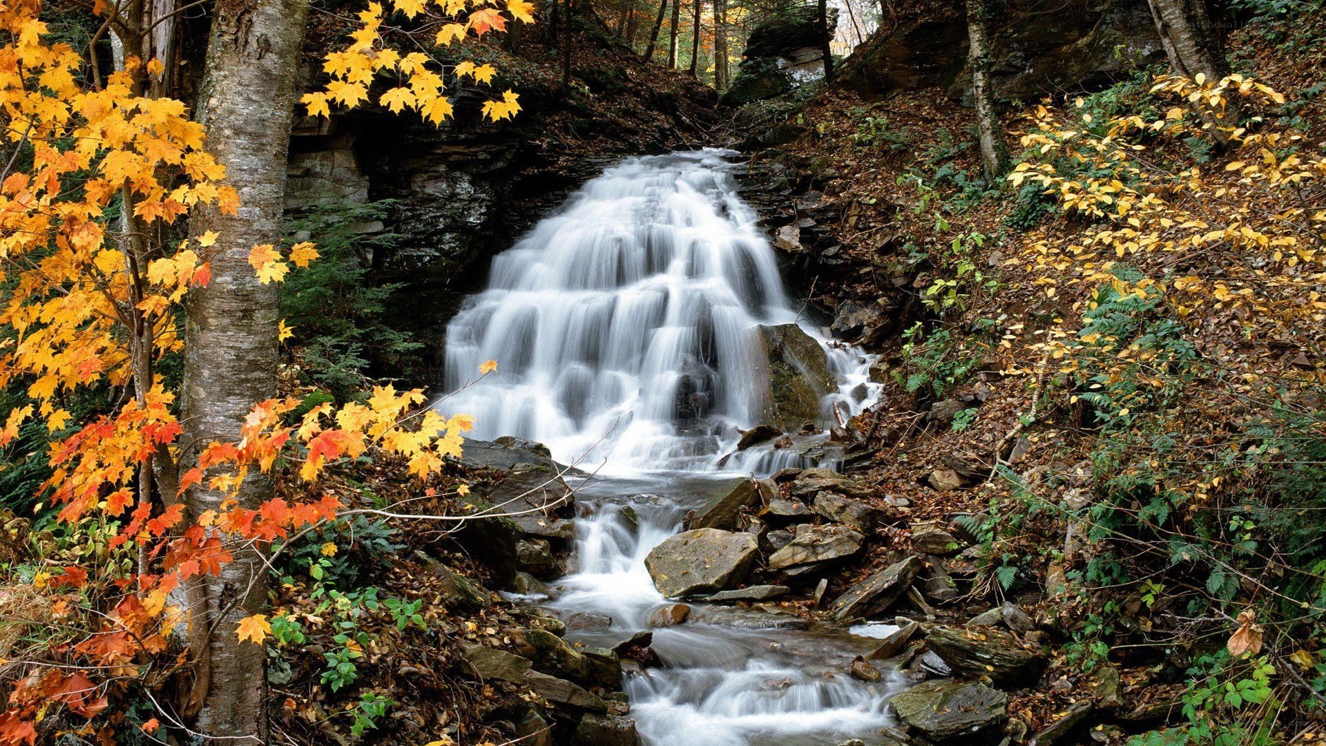 Autumn waterfall in forest