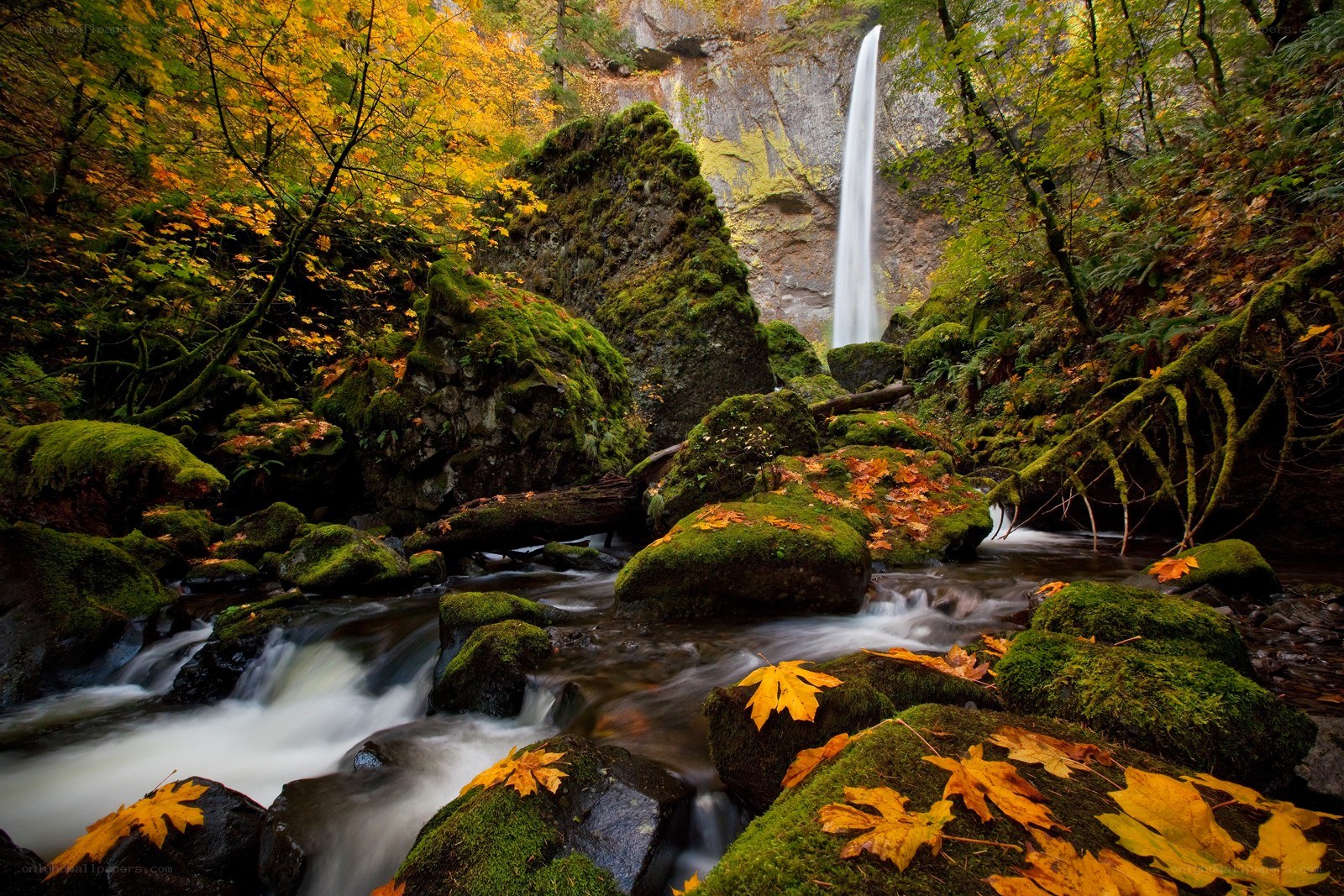 Autumn waterfall in forest