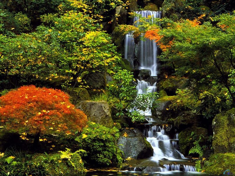 Autumn Waterfall in Forest — Green, Serene