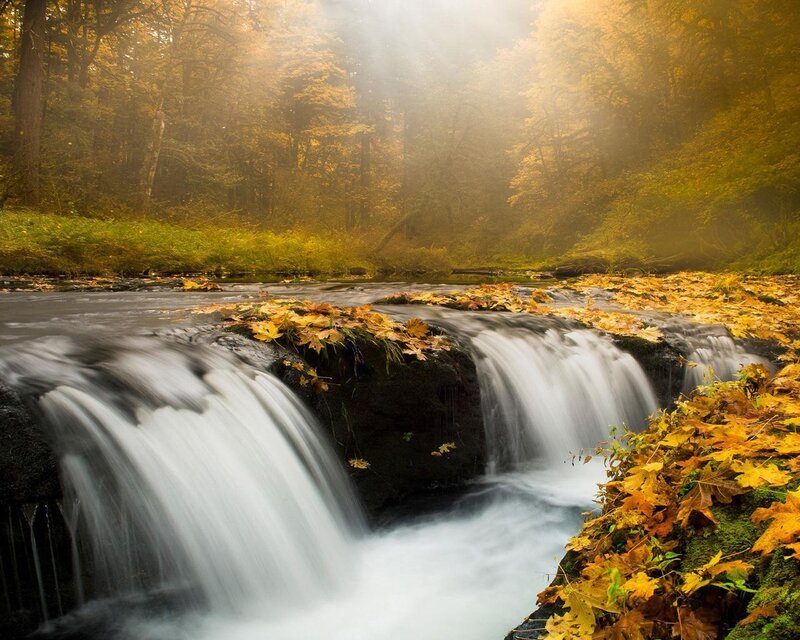 Autumn Waterfall in Forest — Yellow, Serene