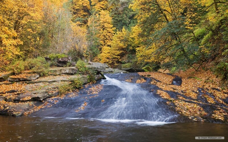 Autumn Waterfall in Forest — Yellow