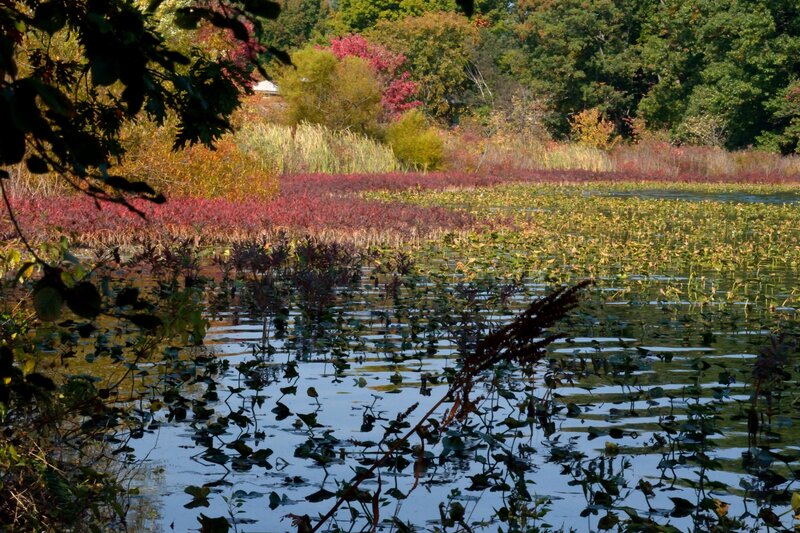 Autumn Wetland Scene