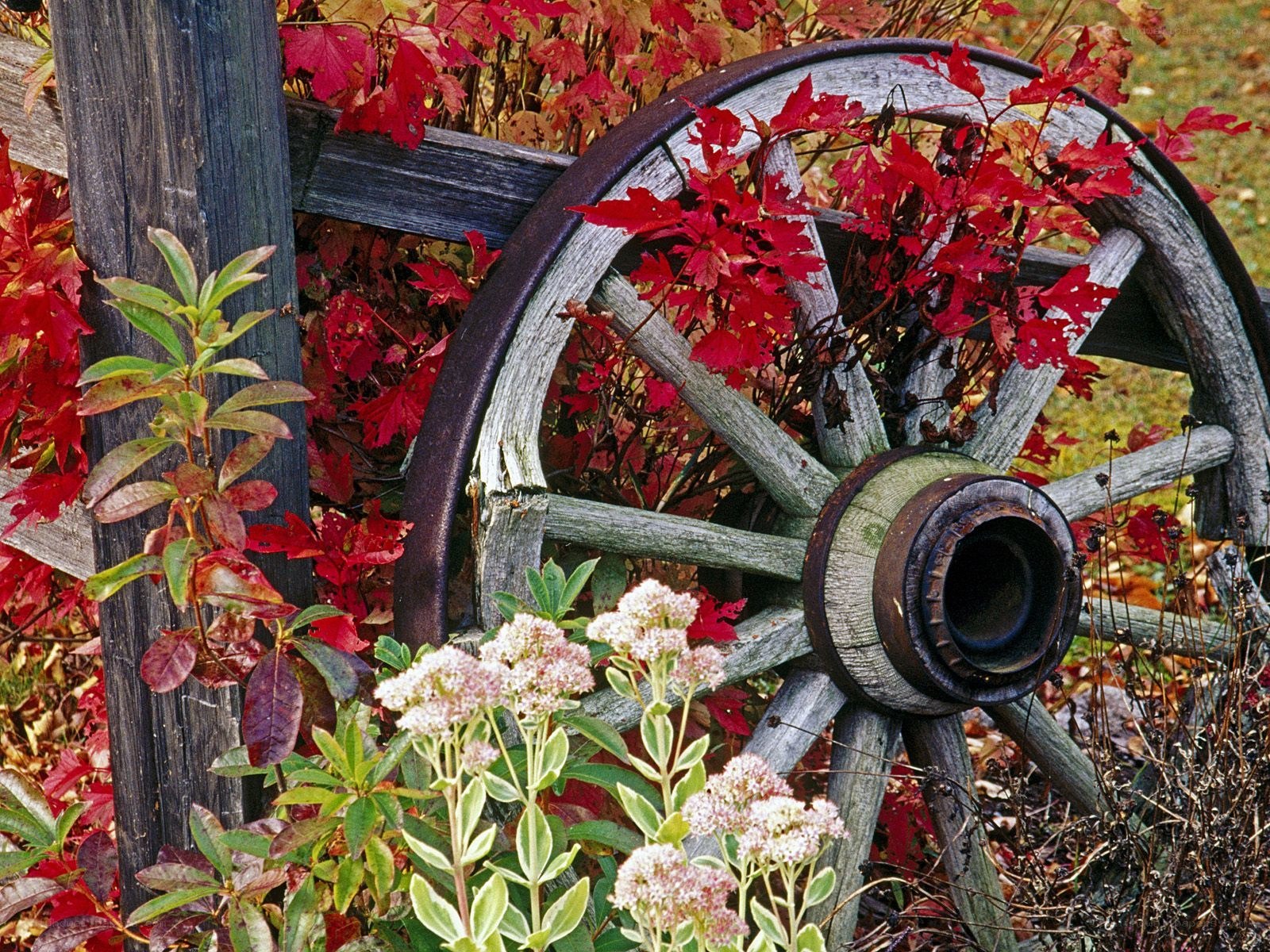 Autumn wheel and foliage