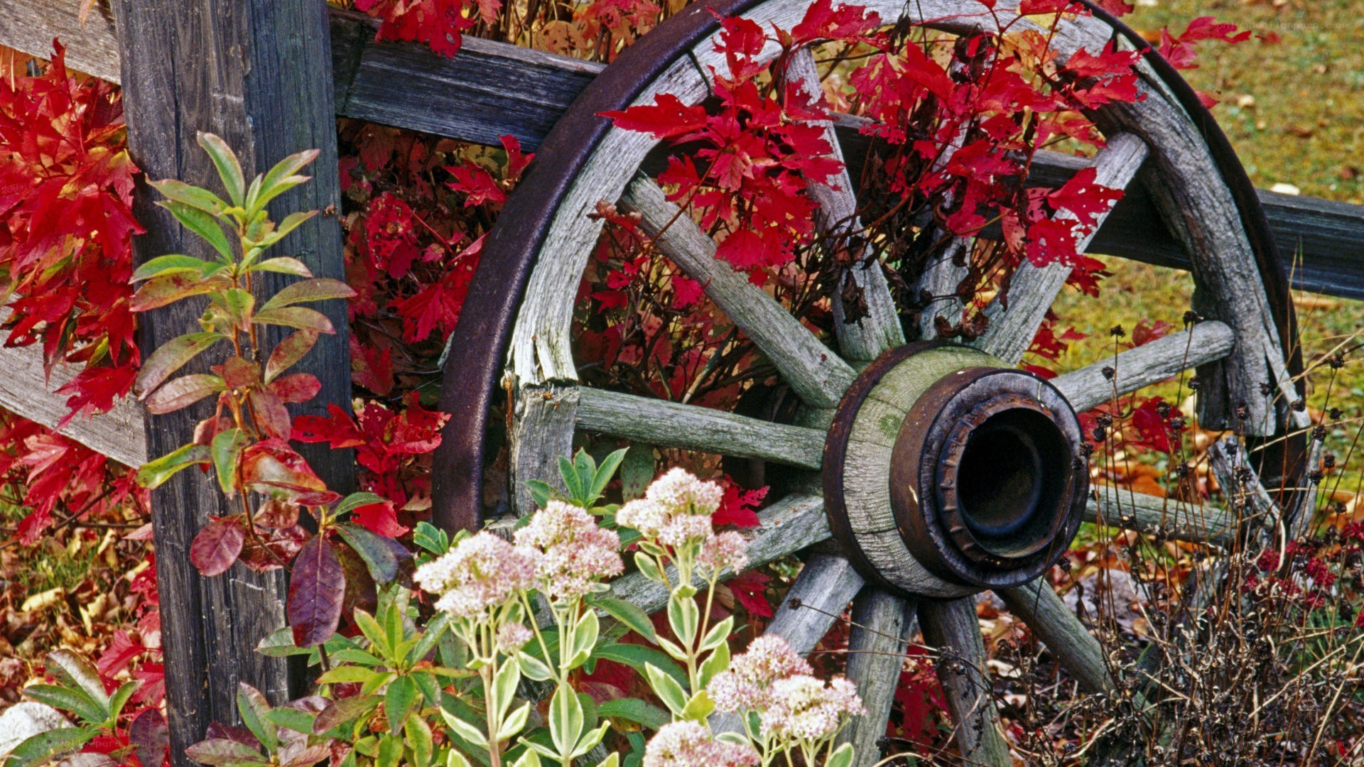 Autumn wheel and foliage