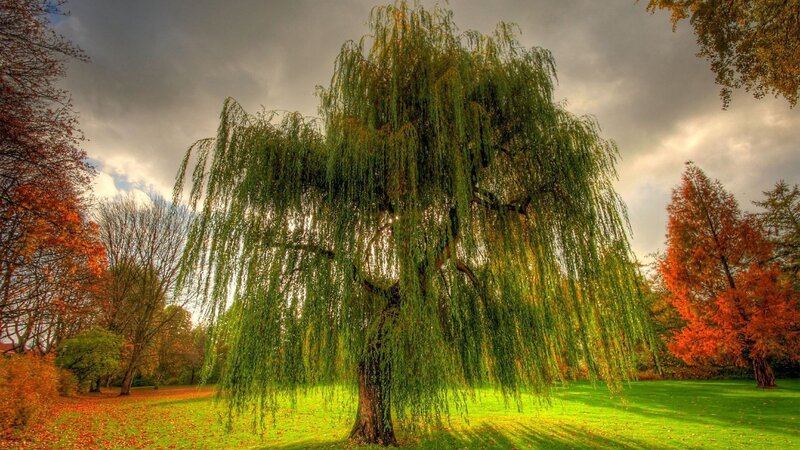Autumn willow tree