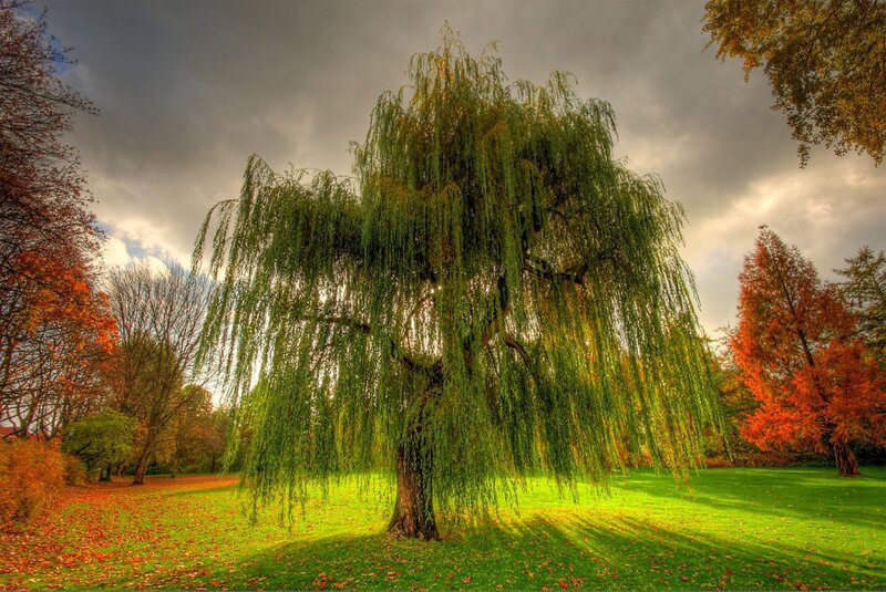 Autumn willow tree in park