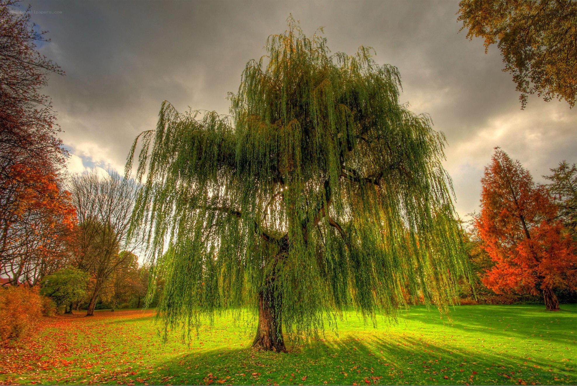 Autumn willow tree in park