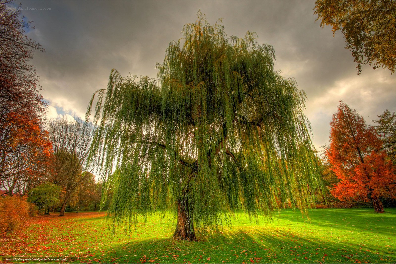 Autumn willow tree in park