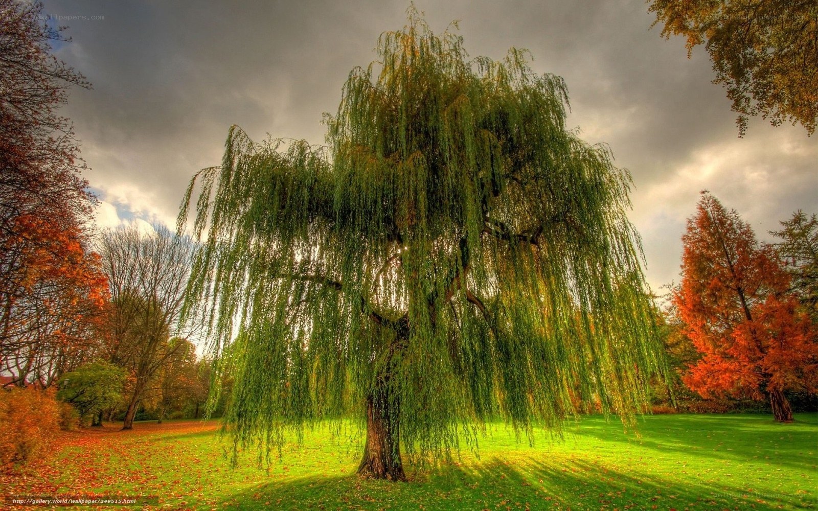 Autumn willow tree