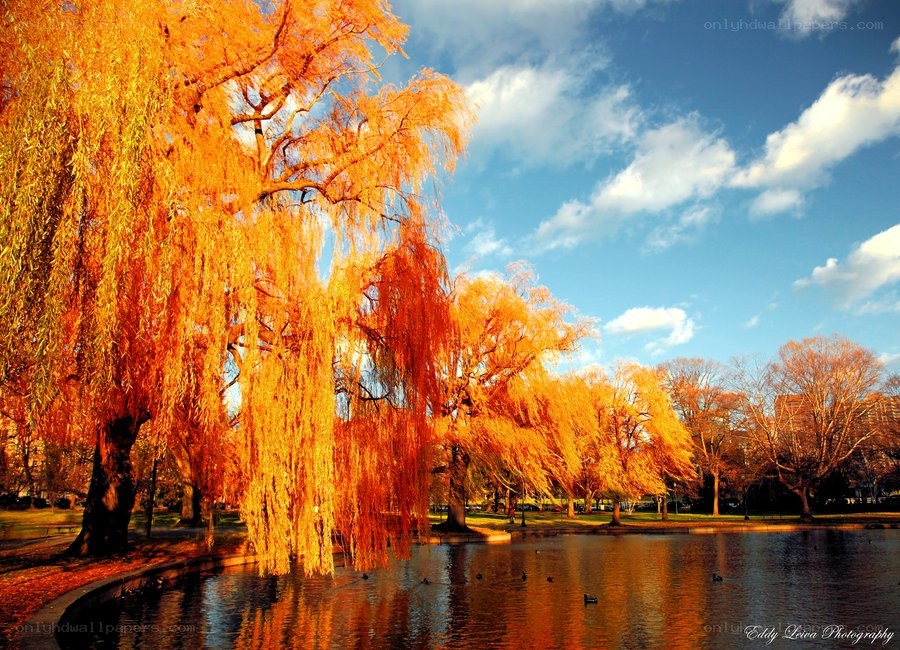 Autumn willow trees by a pond