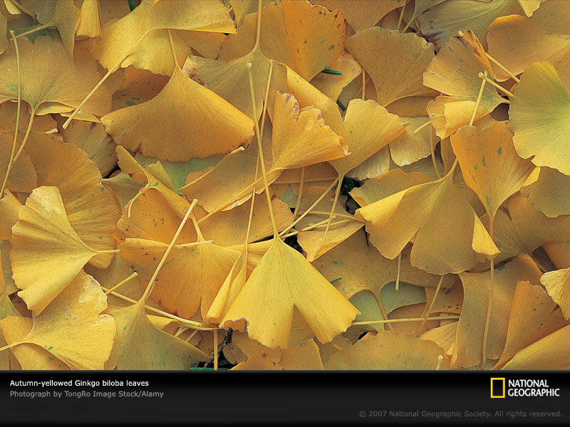 Autumn-yellowed Ginkgo biloba leaves