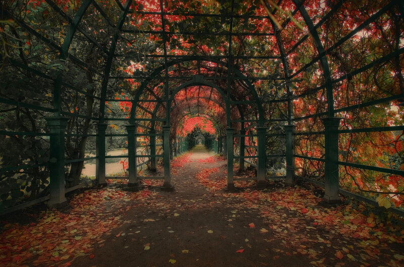 Autumnal Arbor Pathway