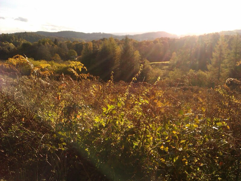 Autumnal Forest Landscape