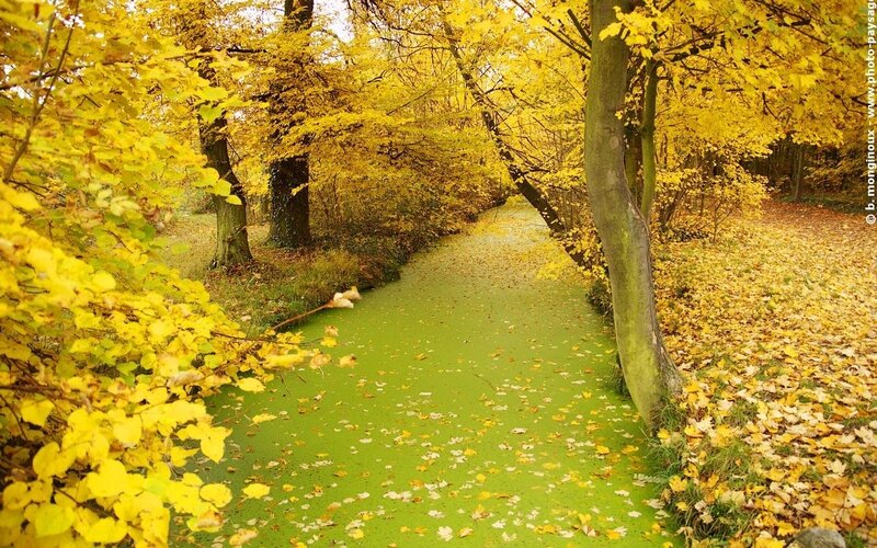 Autumnal Forest Path