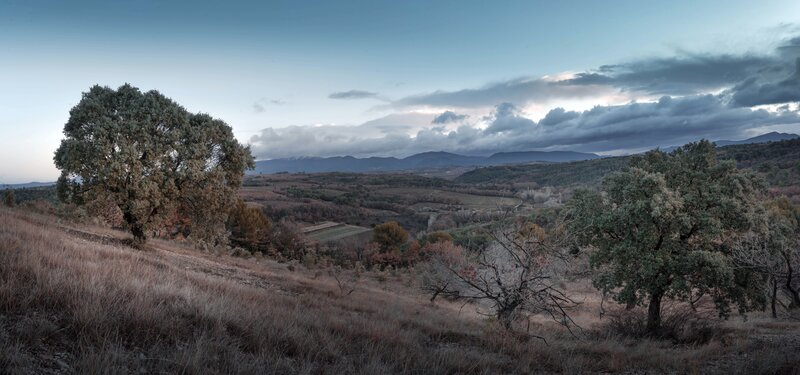 Autumnal Landscape with Trees — Brown