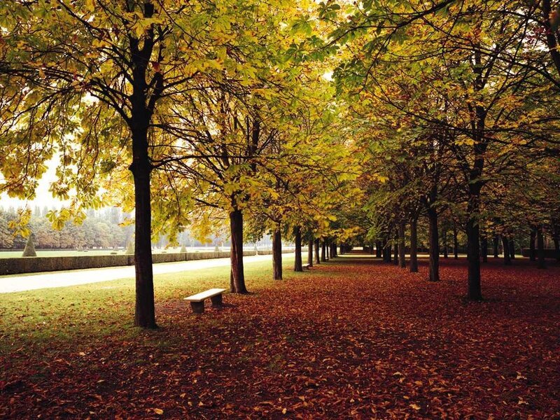 Autumnal Park Path