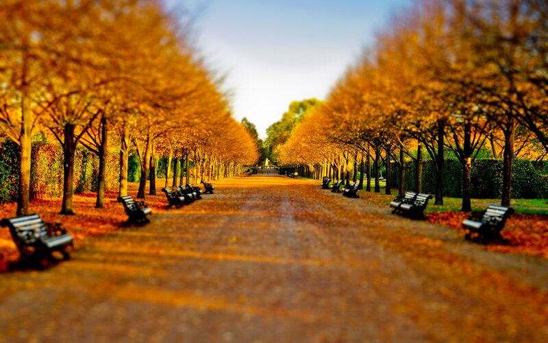 Autumnal Park Pathway — Orange, Serene