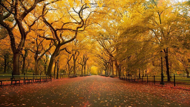 Autumnal Park Pathway — Yellow, Serene