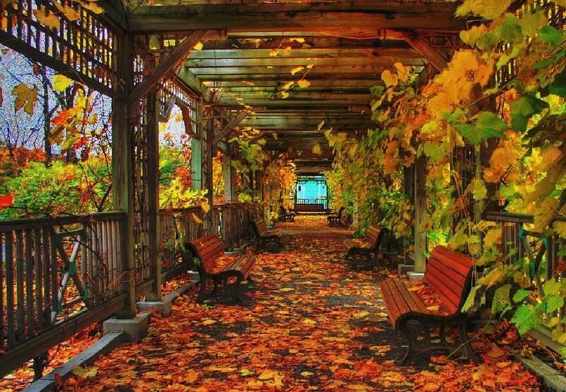Autumnal Pergola Walkway