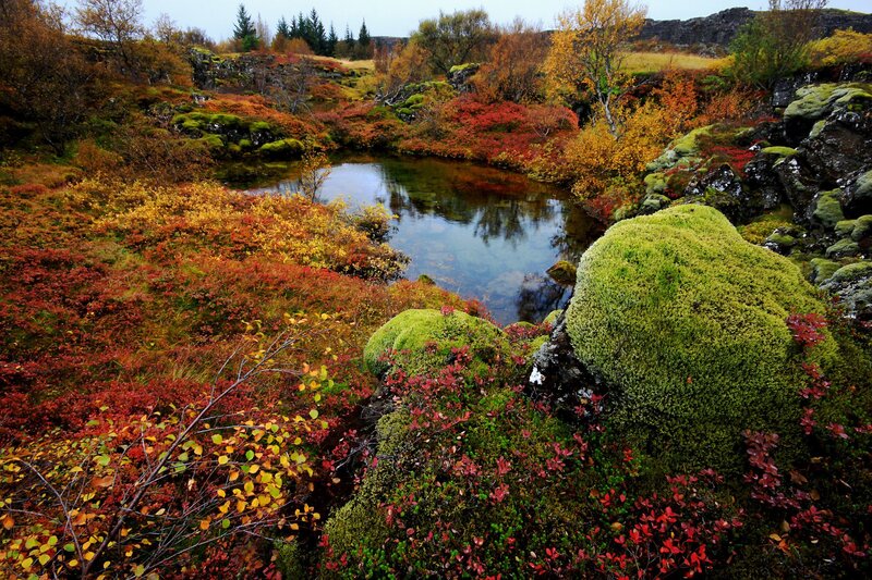 Autumnal Pond in Mossy Landscape