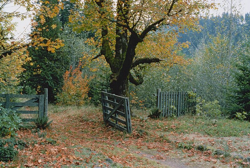 Autumnal Tree and Gates