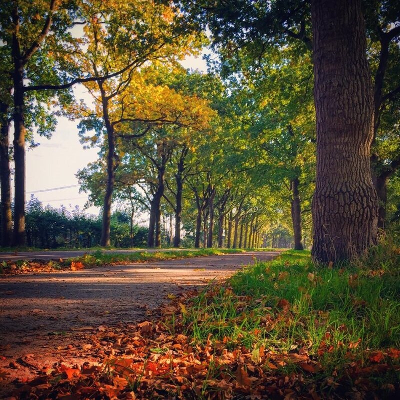Autumnal Tree-lined Path — Green, Serene