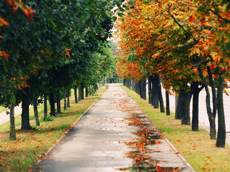 Autumnal Tree-lined Path — Green