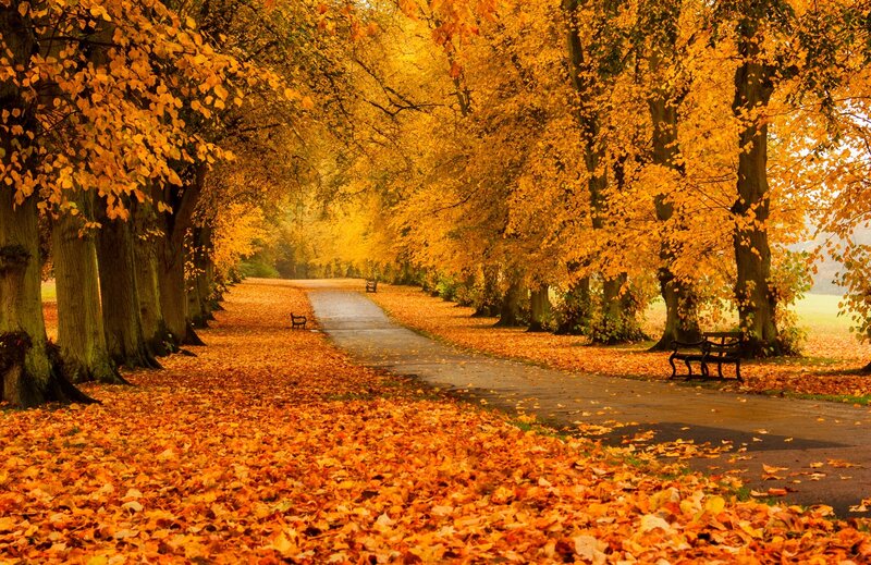 Autumnal Tree-lined Path — Orange, Serene, Autumn, Photograph, Leaves