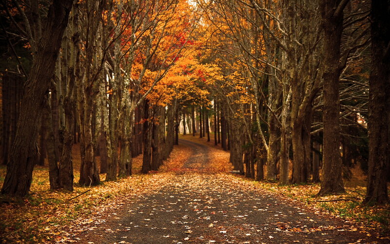 Autumnal Tree-lined Path — Orange, Serene, Autumn, Photograph