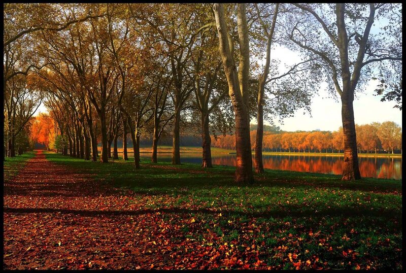Autumnal Tree-lined Path — Orange, Serene, Autumn, Photograph, Trees, Lake, Fallen Leaves