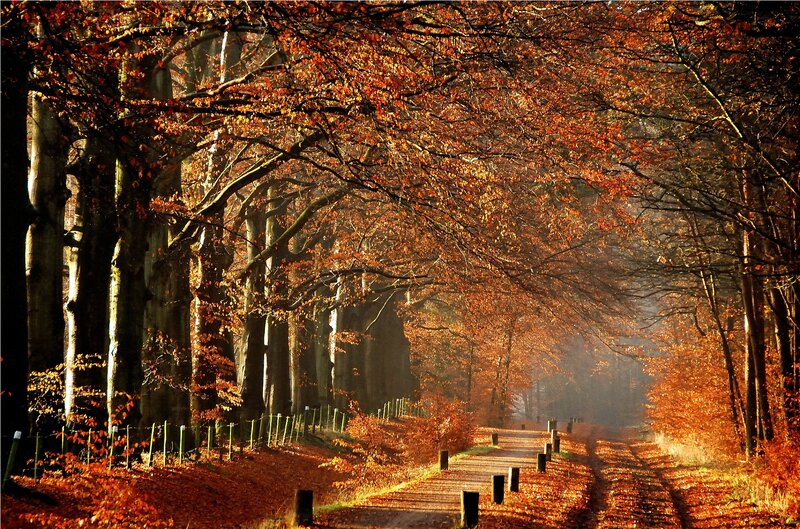 Autumnal Tree-lined Path — Orange, Serene, Autumn, Photograph, Trees, Leaves, Fence