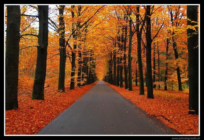 Autumnal Tree-lined Path — Orange, Serene, Autumn, Photograph, Trees, Leaves, Road