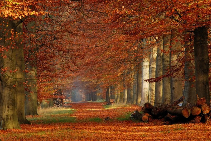 Autumnal Tree-lined Path — Orange, Serene, Autumn, Photograph, Trees