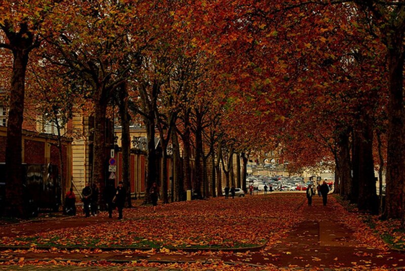 Autumnal Tree-lined Path — Orange, Serene, Autumn