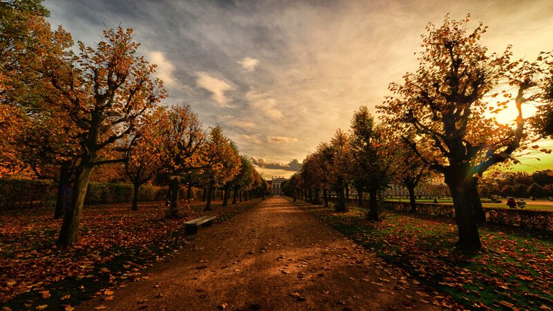 Autumnal Tree-lined Path — Orange, Serene, Sunset