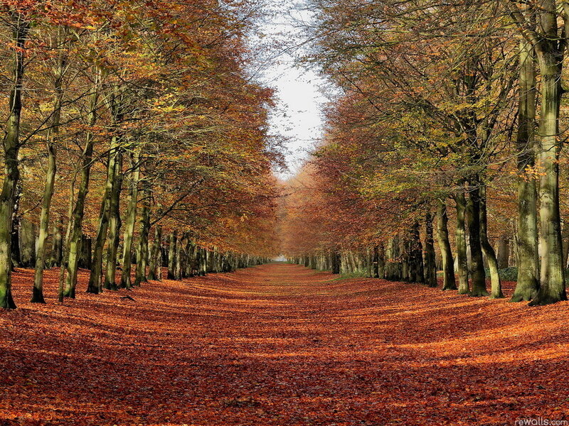 Autumnal Tree-lined Path — Orange, Serene