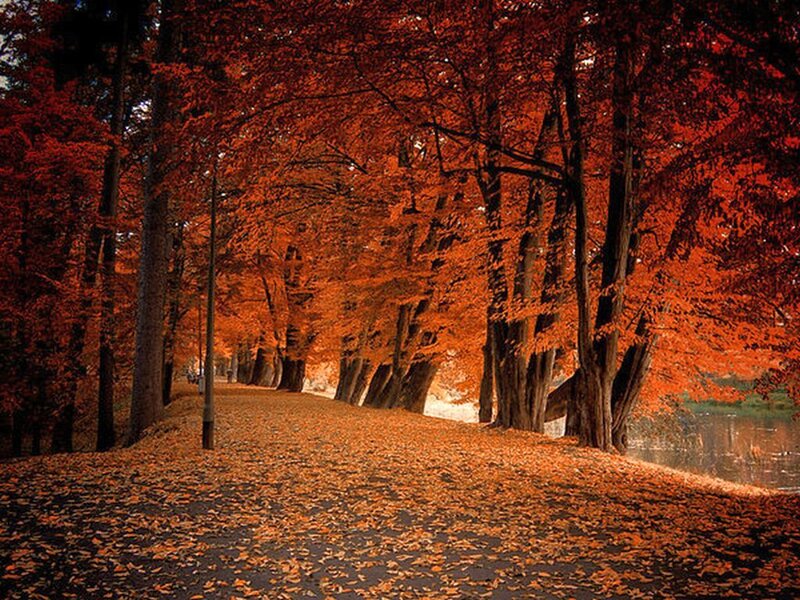 Autumnal Tree-lined Path — Orange